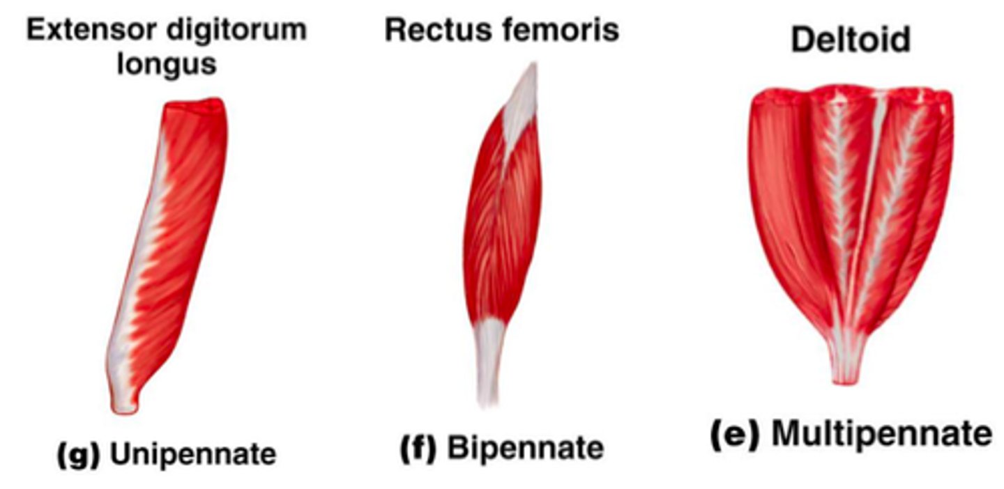 <p>muscles arranged from one angle to allow more fibers to be packed in to save space and generate more force</p><p>-multi: arranged at several angles relative to force direction</p>