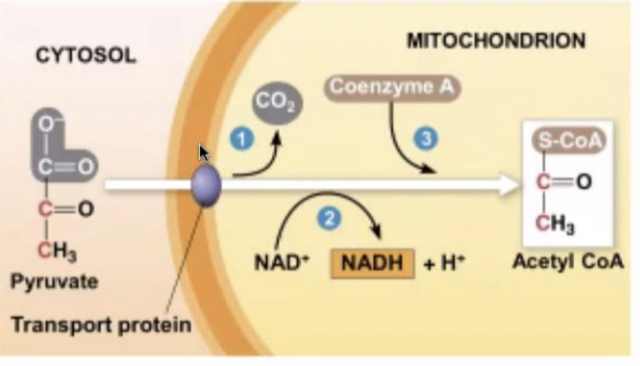 <p>pyruvate is converted to (------) to begin the citric acid cycle</p>