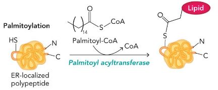 <p>make thioester</p>