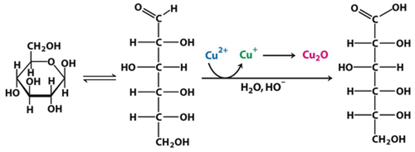 <p>(D) Polysaccharides like Glycogen</p><p>Only sugars with a free C1 will be able to react in Benedict's Test, since glycosidic linkages often involve C1. Therefore, a polysaccharide would react least with this test.</p>