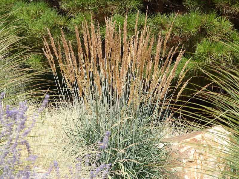 <p>A tall, upright prairie grass with golden seed plumes in late summer.</p>