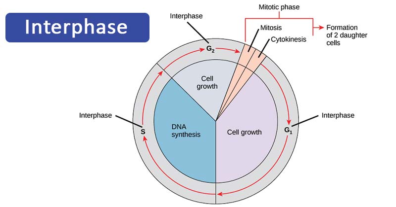 <ul><li><p>G<sub>1</sub> = obdobje celične rasti</p></li><li><p>S = obdobje podvajanjae DNA</p></li><li><p>G<sub>2</sub> = obdobje priprave celice na delitev</p></li></ul><p></p>