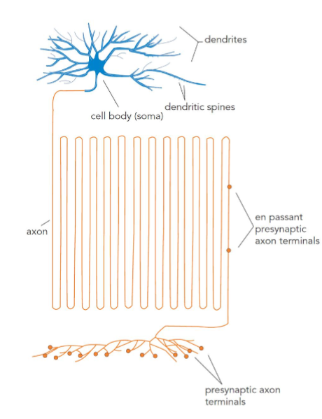 <ol><li><p>cell body</p></li><li><p>axon</p></li><li><p>dendrites</p></li><li><p>synapse</p></li><li><p>terminal button</p></li><li><p>myelin sheath</p></li></ol><p></p>