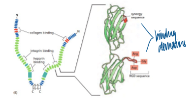 <p>forms homodimer that is joined by disulfide bonds</p><p>used in lab to coat tissue culture dishes </p>