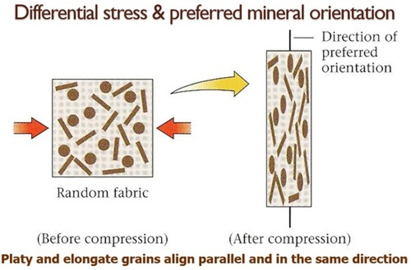 <p>The metamorphic texture that exists where platy grains lie parallel to one another and/or elongate grains align in the same direction.</p>