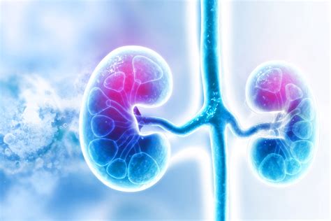 <p>kidney</p>