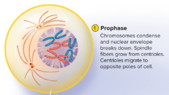<p>Prophase</p>