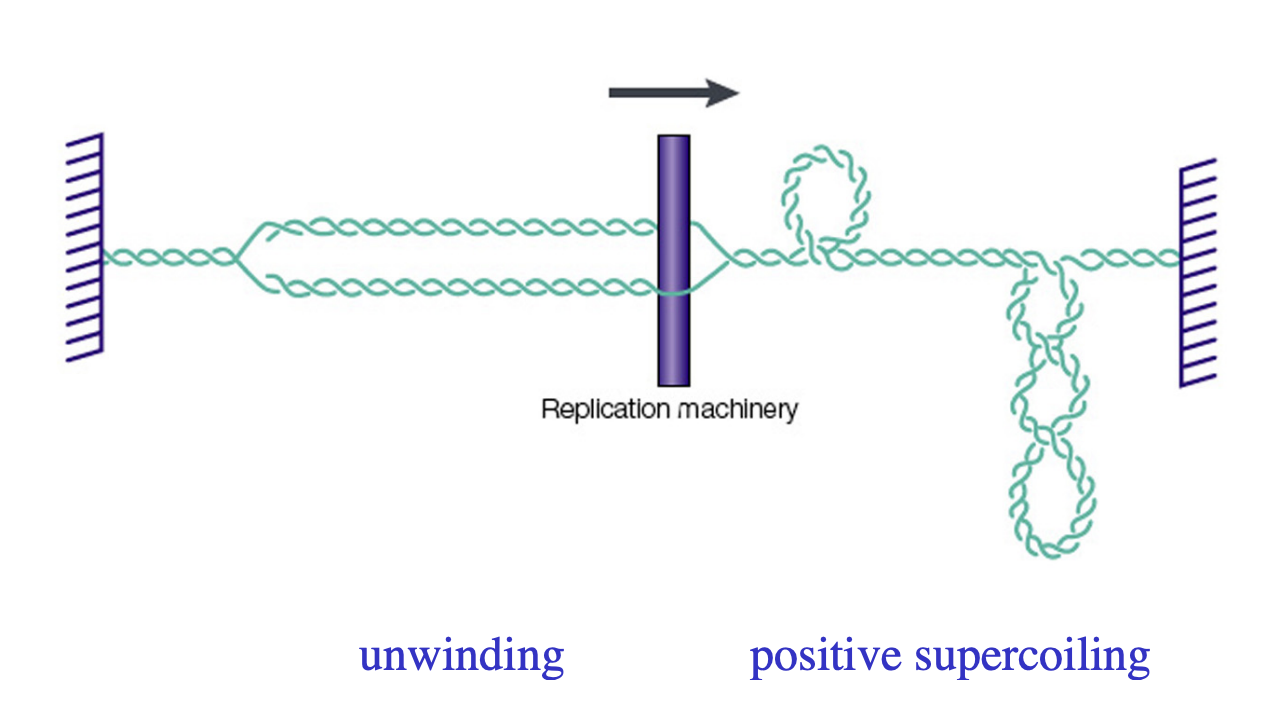 <ol><li><p>Winding</p><ul><li><p>&nbsp;Average human chromosome (150Mbp)</p></li><li><p>DNA strands wind around each other (1.4 ×107 times)</p></li><li><p>These turns<strong> must be removed</strong>&nbsp;during replication</p></li></ul></li><li><p>Supercoils</p><ul><li><p>separation of DNA strands during transciption and DNA replication generates positive supercoils</p></li><li><p>ahead of the moving polymerase complexes</p></li><li><p><strong>would eventually</strong>&nbsp;pprevent further elongation</p></li></ul></li></ol><p></p>