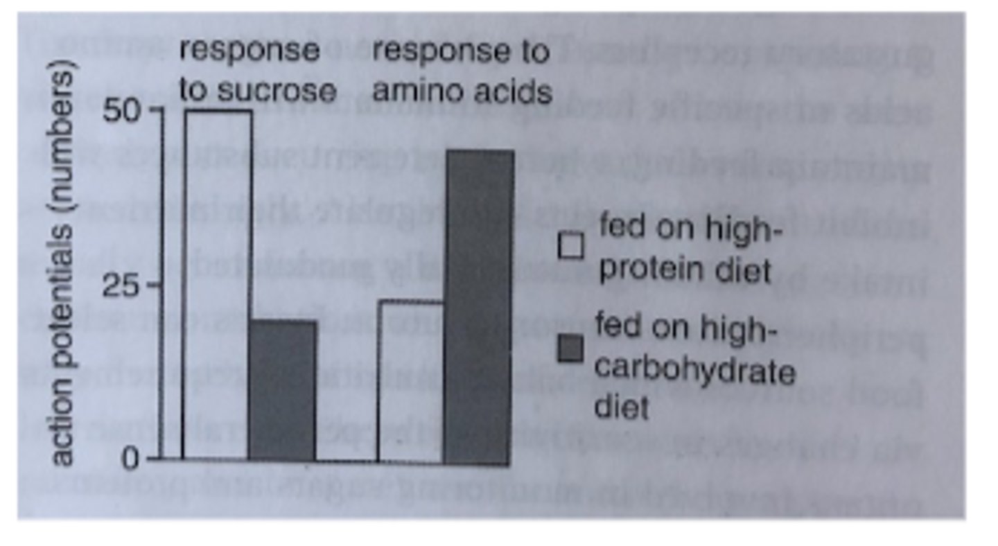 <p>response of chemoreceptors in grasshopper maxillary palp sensilla after access to a particular diet (high protein or high carbohydrate) for four hours</p>