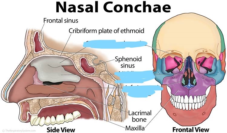 <p>Nasal conchae’s allows air to pass through nose</p>