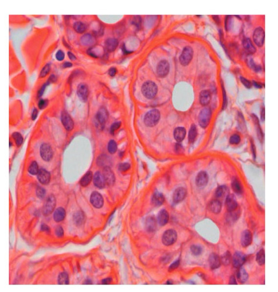 <p>Sudoriferous gland</p>