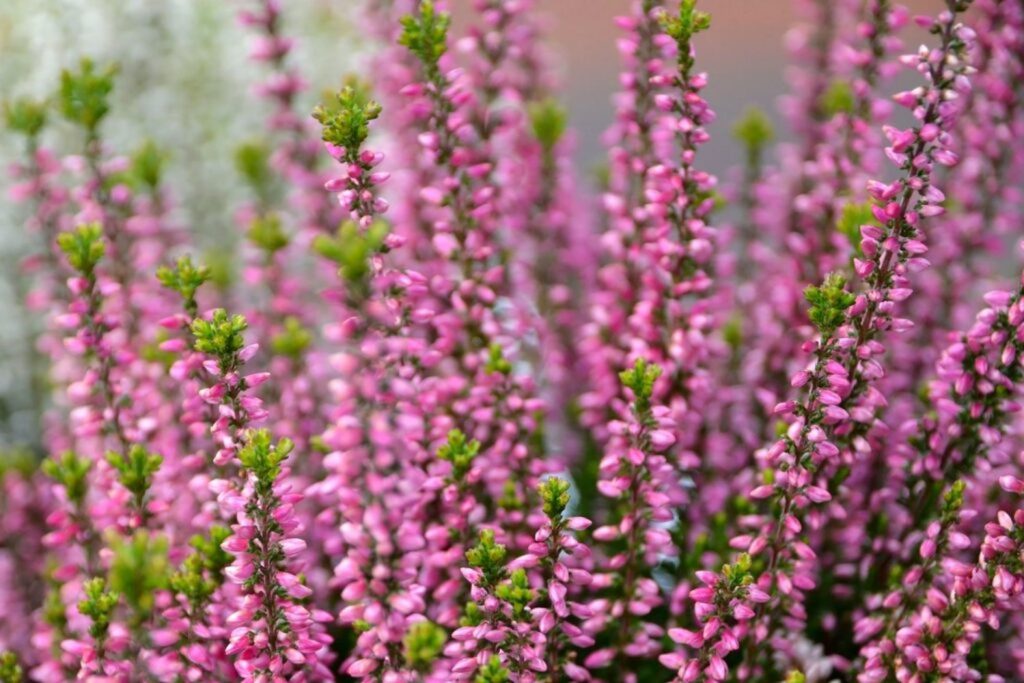 <p>Common heather</p>