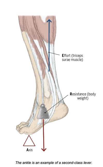 <p>The ankle</p>