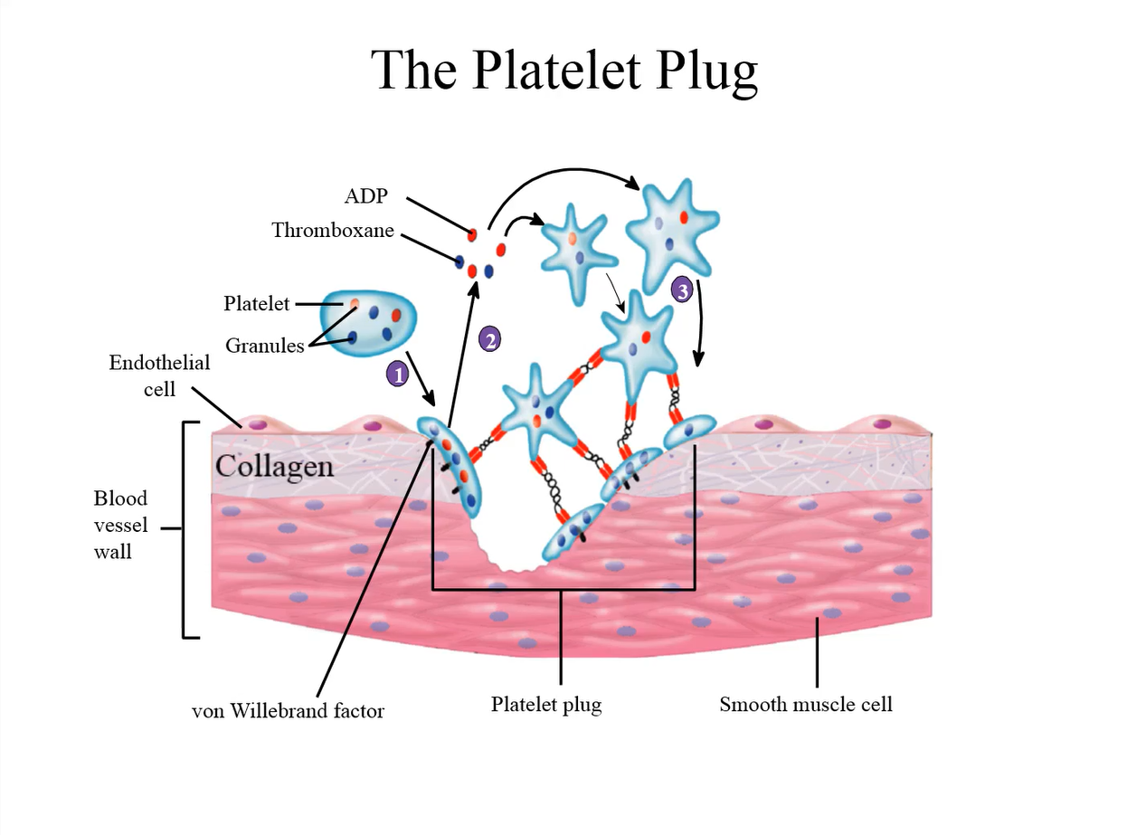 <p>conformation and bind to platelets</p>