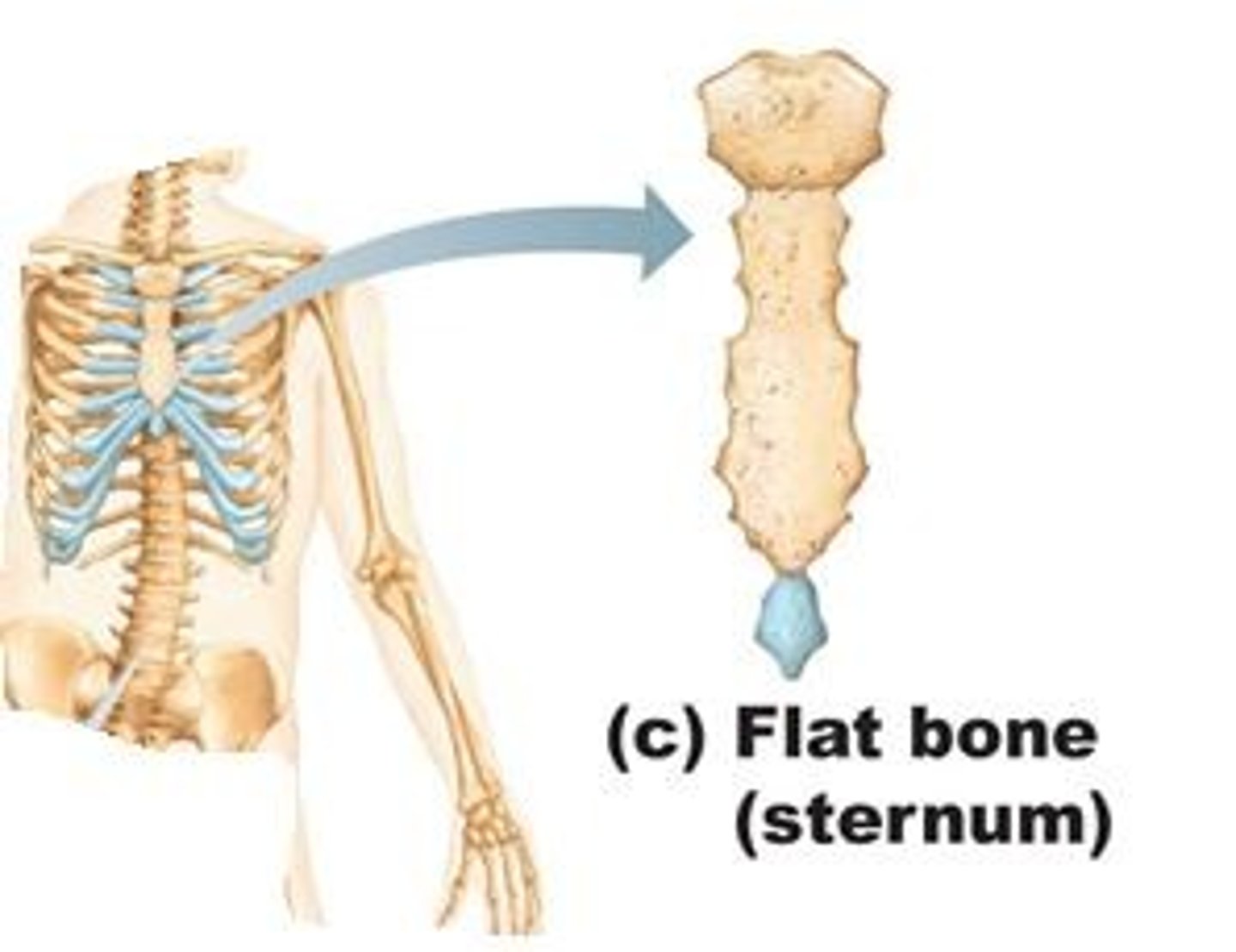 <p>broad, flat plates; most red blood cells are formed in flat bones (ex. sternum)</p>