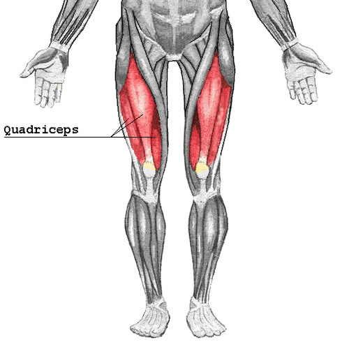 a muscle group consisting of four muscles that is located along the front of the thigh