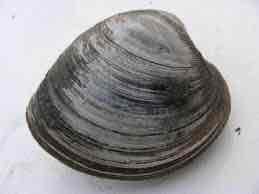 <p>Hard clam</p>