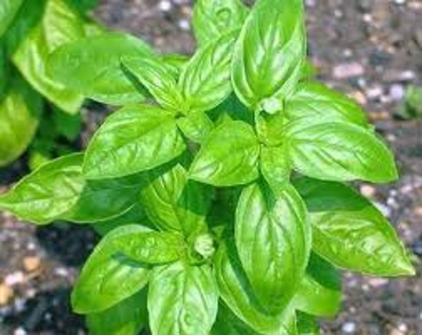 <p>basil</p>