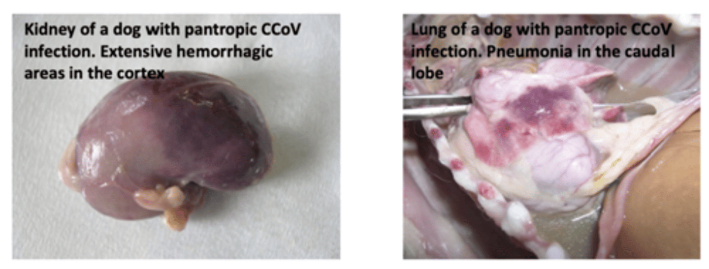 <p>Causes Fatal Multi-systemic illness </p><p></p><p>New strains of canine Coronavirus capable of <strong>replication</strong> outside the intestines.</p>