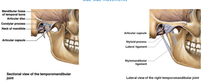 <p>The Temporomandibular joint consist of the?</p><p>What is another name for the joint?</p><p>What movements?</p>