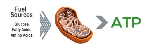 <p>powerhouse of the cell that converts nutrients into energy (ATP)</p>