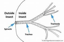 <ul><li><p>cuticle (exoskeleton)</p></li><li><p>spiracle</p></li><li><p>trachea</p></li><li><p>tracheole</p></li></ul><p></p>