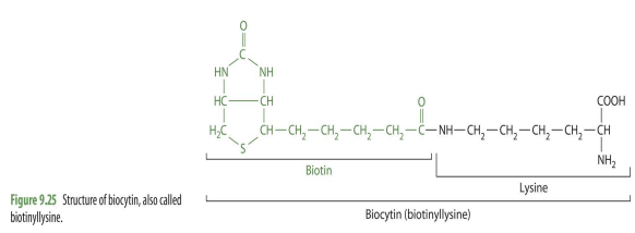 <p>biotin + lysine</p><p></p><p><em>will usually include peptides but they vary; lysine tail is what is always present&nbsp;</em></p>