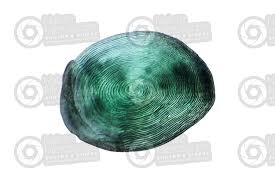 <p>-teleost fishes</p>