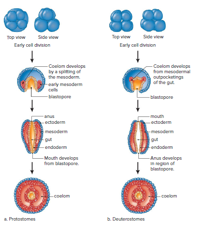Development in protostomes and deuterostomes.