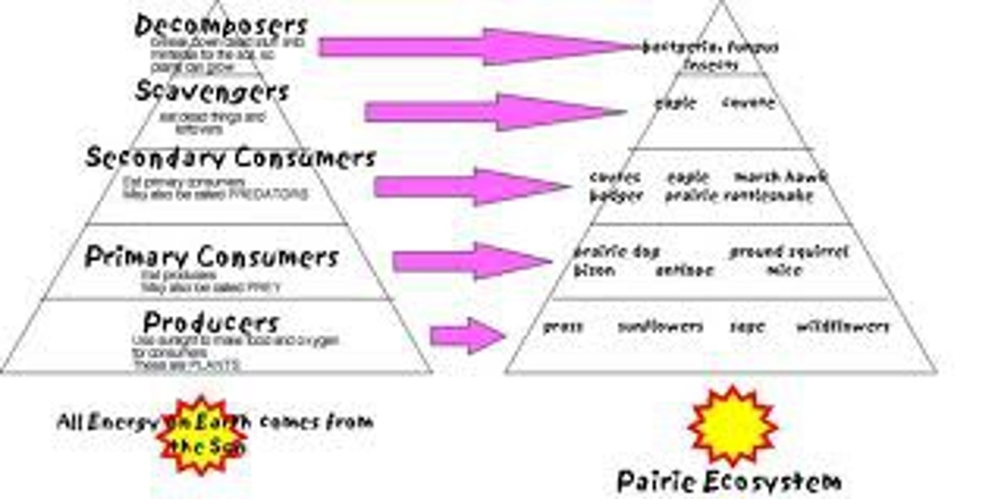 <p>triangular diagram showing the energy available as it moves through each level of a food chain. Only 10 % moves up to the next level, the rest is lost as heat.</p>