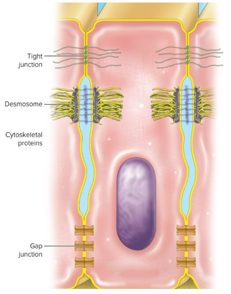 <ul><li><p>link cells together</p></li><li><p>attach cells to extracellular material</p></li></ul><p></p>