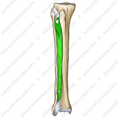 <p>tussenbeenvlies</p>