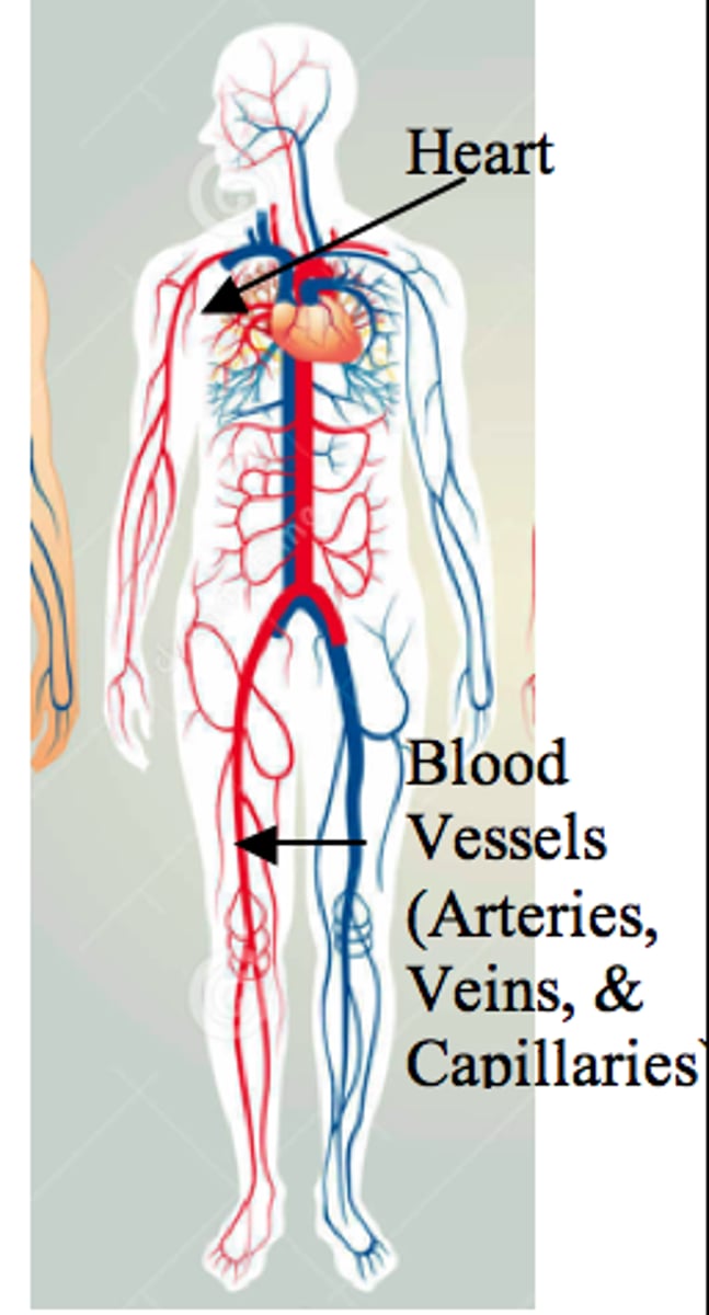 <p>blood, heart, arteries, veins (function - distribute materials, collects waste, regulates body temperature, protects against disease)</p>