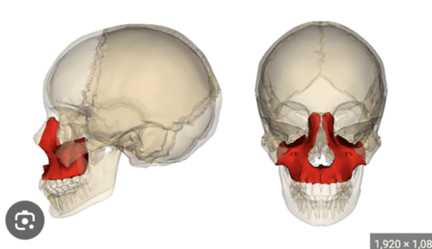 <p>1. Contains a sinus</p><p>2. In the inferior wall of the orbit</p><p>3. Immediately lateral to the nasal bone</p><p>4. Immediately medial to the zygomatic</p>