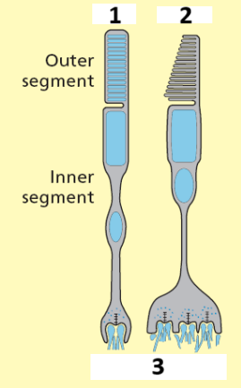 <p>1,2,3</p>