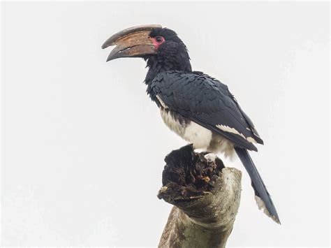 <p>Order Corciiformes</p>