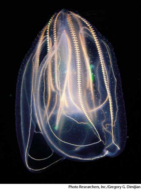 <p>Phylum+Class?</p>