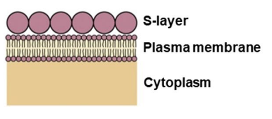 <p>most common </p><p>proteins or glycoproteins </p>