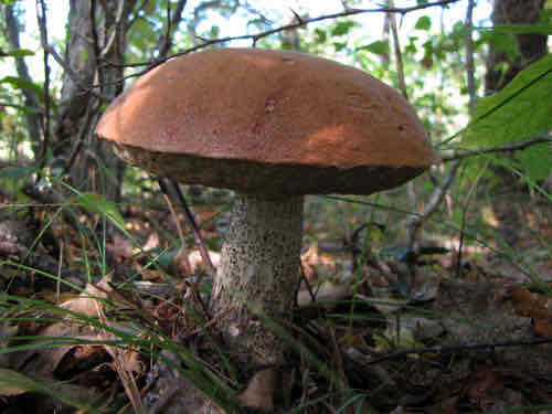 <p>Edible</p>