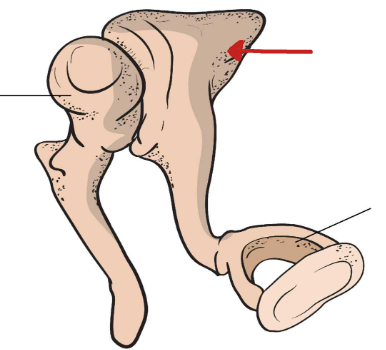 <p>What is the bone the arrow is pointing to?</p>