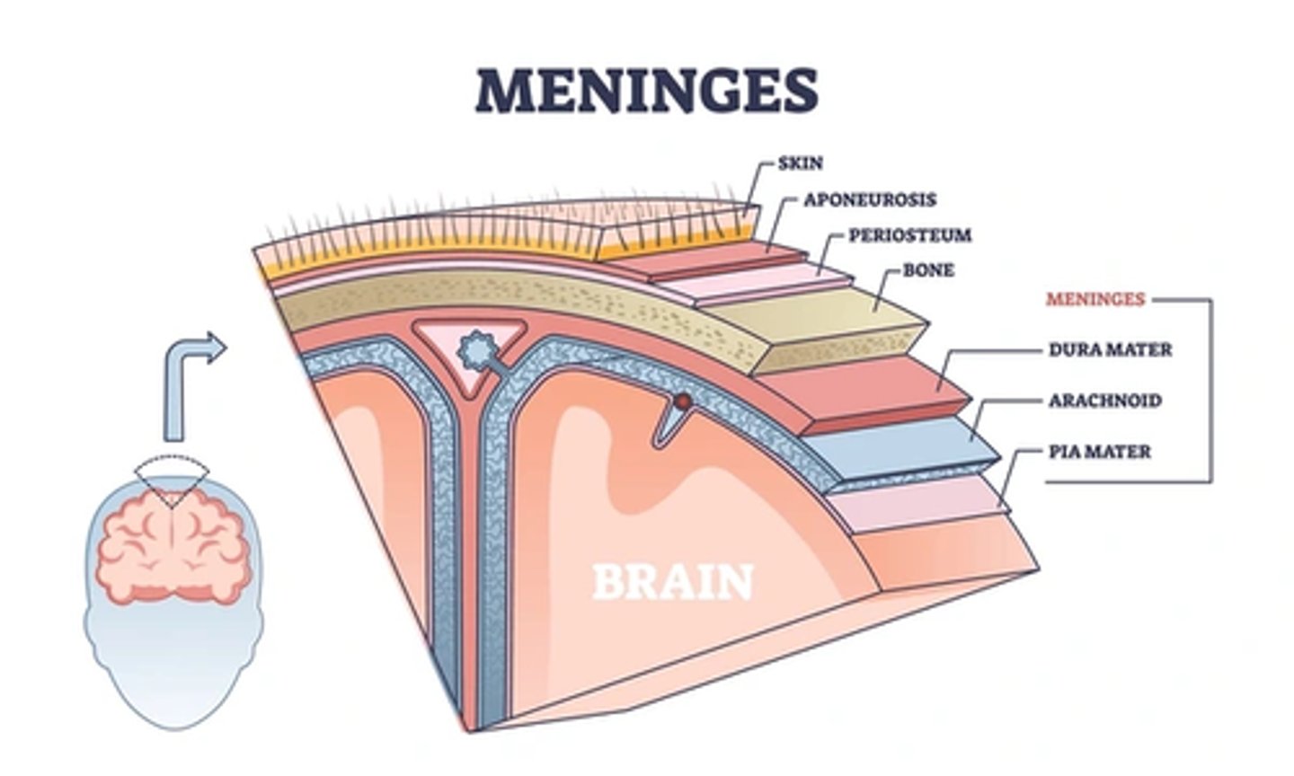 <p>arachnoid membrane (spider-web-like membrane).</p>