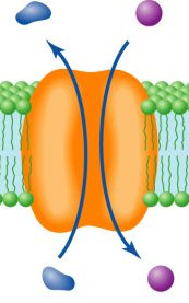 when the solute moves through the channel in the OPPOSITE direction of the driving sodium ion