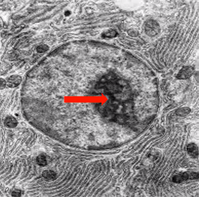 <p>Identify the specific structure</p>