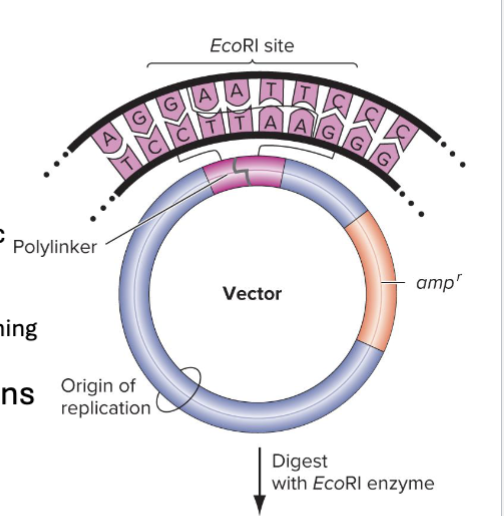<ul><li><p>Plasmid cloning vectors have 3 main features:</p><ul><li><p>Origin of replication</p></li><li><p>A selectable marker gene (ex: antibiotic resistance)</p></li><li><p>Insertion site</p><ul><li><p>Often a synthetic polylinker, DNA sequence containing multiple restriction enzyme sites</p></li></ul></li></ul></li><li><p>Different vectors carry different size insertions</p><ul><li><p>Plasmid ~20 kb</p></li><li><p>Bacterial artificial chromsomes (BAC) ~~ 300 kb</p></li><li><p>Yeast artificial chromosomes (YAC) ~~ 2000 kb</p></li></ul></li></ul><p></p>
