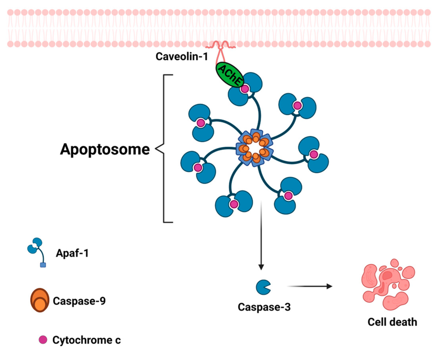 <p>It can then activate caspases </p>