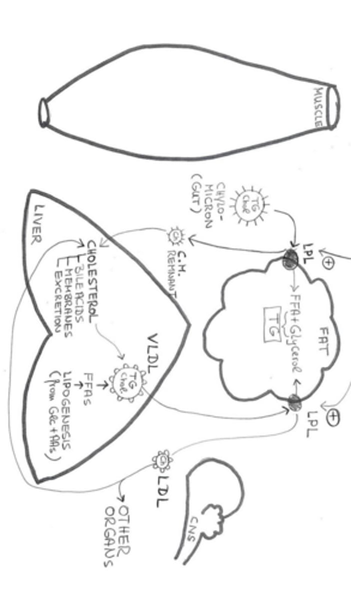 <p>They are produced in the liver and contain endogenous fat with a high fat-to-protein ratio.</p>