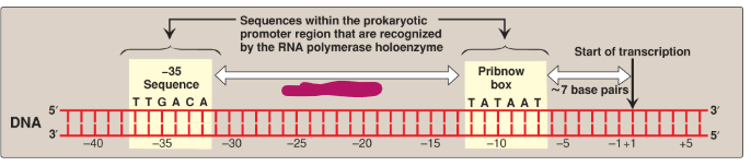 <p>Label this section of the prokaryotic promoter region.</p>