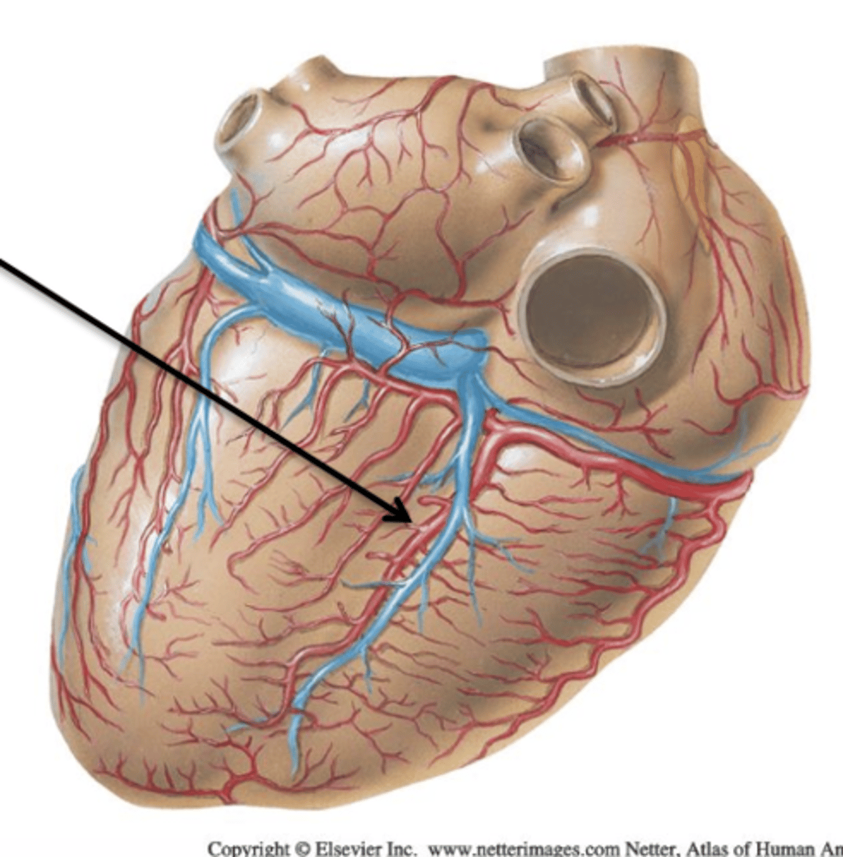 <p>Cardiac Vein that courses with the posterior interventricular artery and drains into the coronary sinus.$</p>