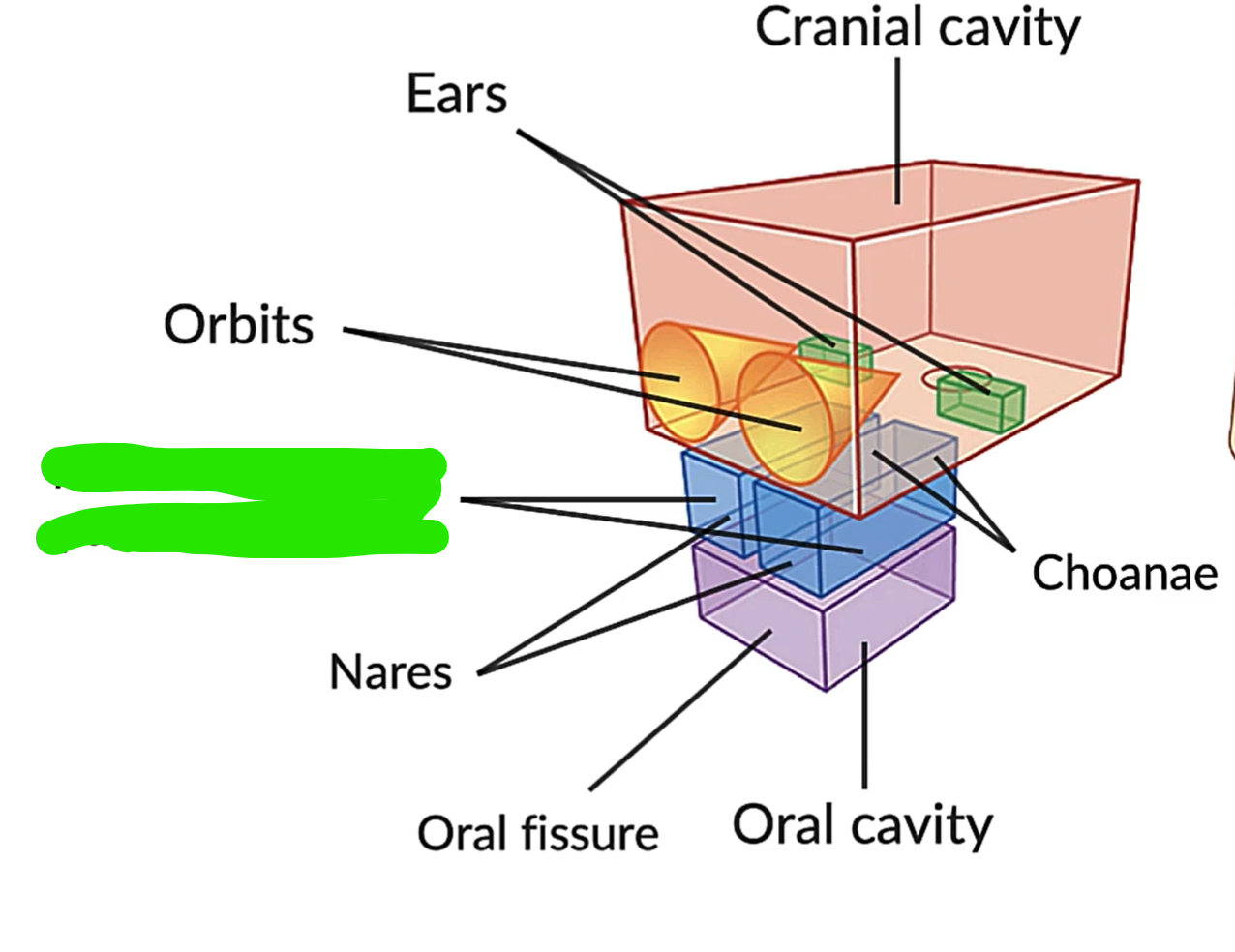 term image