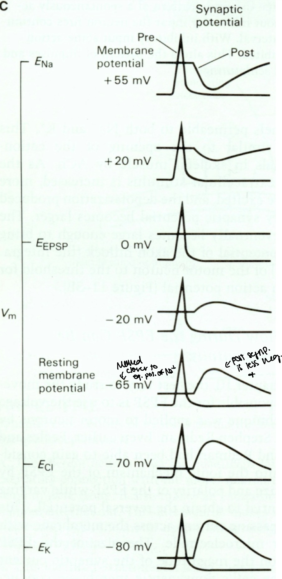 <p>Depolarize because moves closer to equilibrium potential of sodium</p><p>Post synaptic is less negative</p>